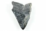 Partial, Fossil Megalodon Tooth - Serrated Blade #170608-1